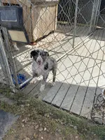 blue merle standard female aussie/border cross , a female Australian Shepherd for sale in Hygiene, CO – 1 of 2