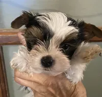 Daisy parti male 2, a male Yorkshire Terrier for sale in Hygiene, CO – 1 of 2