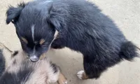 pistol f black tri with little white, a female Miniature Australian Shepherd for sale in Hygiene, CO – 2 of 3