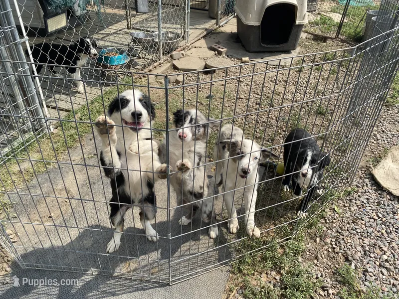 standard male aussie/border cross  – Australian Shepherd puppy for sale in Hygiene, CO