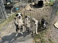 standard male aussie/border cross , a male Australian Shepherd for sale in Hygiene, CO – 1 of 5