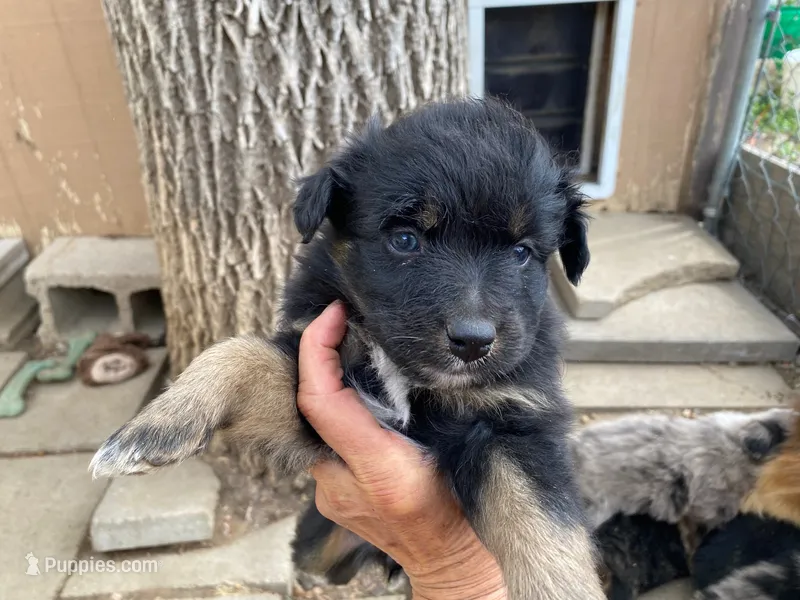 pistol black tri  – Miniature Australian Shepherd puppy for sale in Hygiene, CO