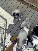 Koda male merle with lots of white, a male Australian Shepherd for sale in Hygiene, CO – 3 of 4