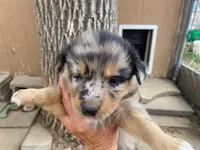 pistol f merle, a female Miniature Australian Shepherd for sale in Hygiene, CO – 1 of 2