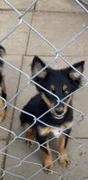 pistol m black tri mostly black, a male Miniature Australian Shepherd for sale in Hygiene, CO – 2 of 3