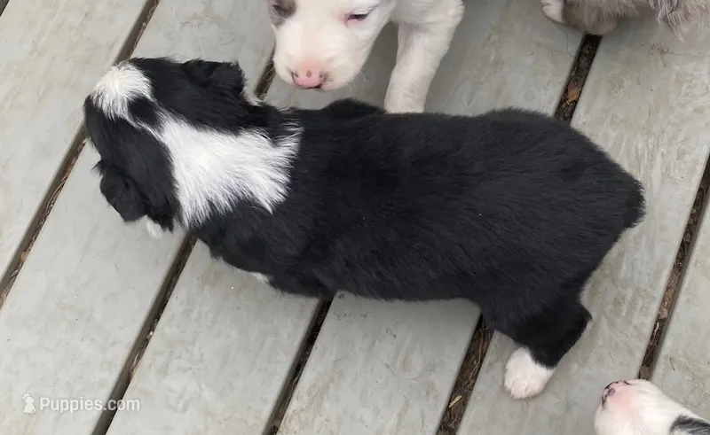 standard aussie/border cross  – Australian Shepherd puppy for sale in Hygiene, CO