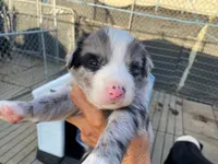 standard aussie/border cross merle, a male Australian Shepherd for sale in Hygiene, CO – 1 of 2
