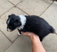 pistol f black merle with white, a female Miniature Australian Shepherd for sale in Hygiene, CO – 2 of 2