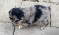 pistol f merle, a female Miniature Australian Shepherd for sale in Hygiene, CO – 2 of 2