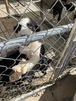  standard female aussie/border cross , a female Australian Shepherd for sale in Hygiene, CO – 3 of 3