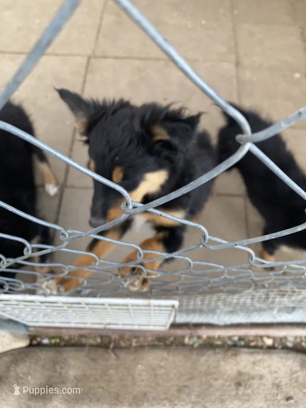 pistol m black tri mostly black – Miniature Australian Shepherd puppy for sale in Hygiene, CO