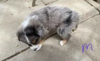 pistol m merle, a male Miniature Australian Shepherd for sale in Hygiene, CO – 2 of 2