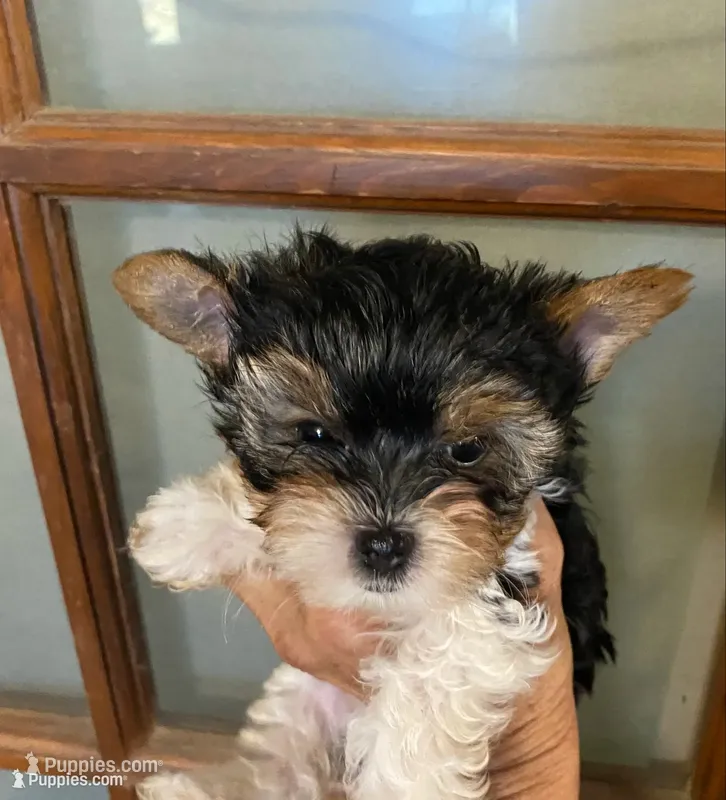 Daisy female parti , a female Yorkshire Terrier for sale in Hygiene, CO – 1 of 2