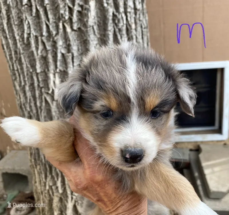 pistol m merle – Miniature Australian Shepherd puppy for sale in Hygiene, CO