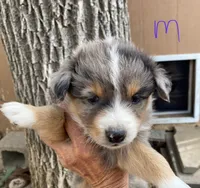 pistol m merle, a male Miniature Australian Shepherd for sale in Hygiene, CO – 1 of 2