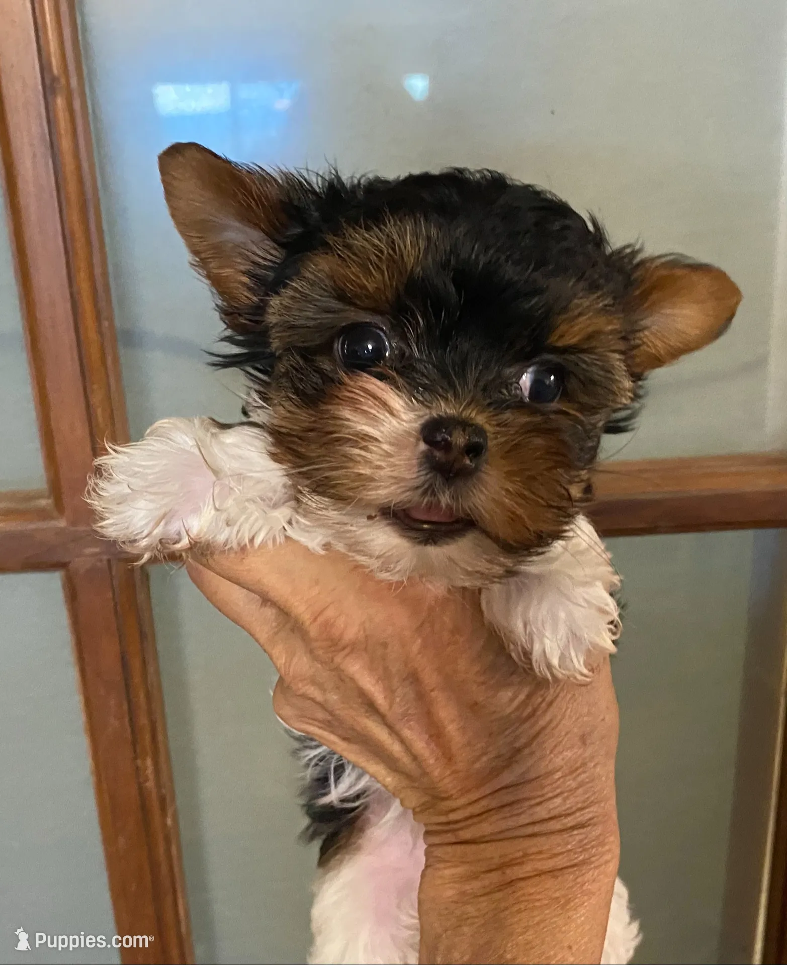 callie parti female, a female Yorkshire Terrier for sale in Hygiene, CO – 1 of 2
