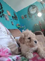 Fluffy , a male Poodle - Miniature  for sale in Plant City, FL – Photo 3 of 3