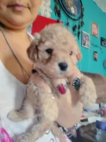 Fluffy , a male Poodle - Miniature  for sale in Plant City, FL – Photo 2 of 3