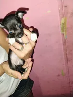 Tiny, a female Chihuahua for sale in Plant City, FL – 2 of 3