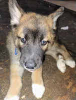 Chico , a male Belgian Malinois and Siberian Husky for sale in Plant City, FL – Photo 5 of 5