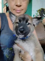 Chico , a male Belgian Malinois and Siberian Husky for sale in Plant City, FL – Photo 1 of 5