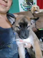 Chico , a male Belgian Malinois and Siberian Husky for sale in Plant City, FL – Photo 2 of 5