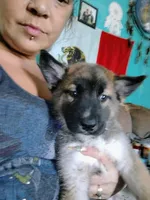 Chico , a male Belgian Malinois and Siberian Husky for sale in Plant City, FL – Photo 4 of 5