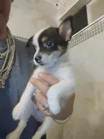 Rolly, a male Chihuahua for sale in Plant City, FL – 3 of 3
