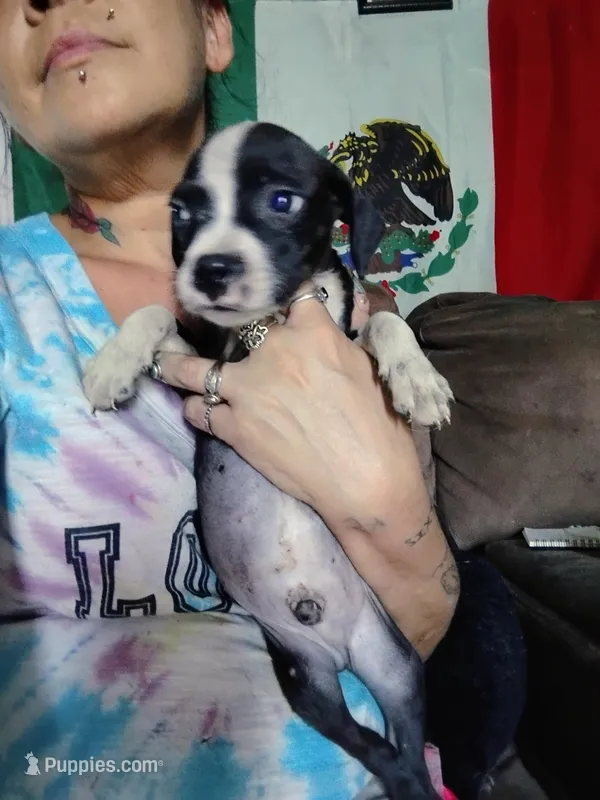 Bandit – American Pit Bull Terrier puppy for sale in Plant City, FL