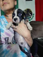 Bandit, a male American Pit Bull Terrier for sale in Plant City, FL – 1 of 3