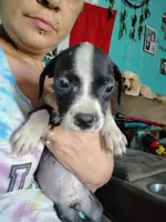 Bandit, a male American Pit Bull Terrier for sale in Plant City, FL – 3 of 3