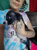 Bandit, a male American Pit Bull Terrier for sale in Plant City, FL – 2 of 3