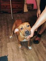 Sasha, a female American Pit Bull Terrier for sale in Plant City, FL – 1 of 2