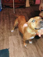 Sasha, a female American Pit Bull Terrier for sale in Plant City, FL – 2 of 2