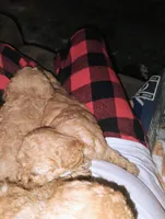 Princess , a female Poodle - Miniature  for sale in Plant City, FL – Photo 2 of 4