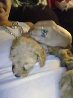 Princess , a female Poodle - Miniature  for sale in Plant City, FL – Photo 1 of 4