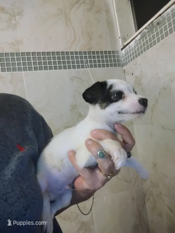 Buddy – Chihuahua puppy for sale in Plant City, FL