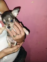 Bandit, a male Chihuahua for sale in Plant City, FL – 5 of 5
