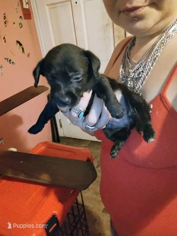 Night night – Chipoo puppy for sale in Plant City, FL