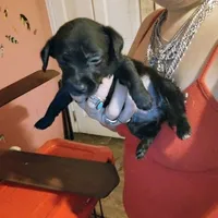 Night night, a female Chipoo for sale in Plant City, FL – Photo 1 of 2