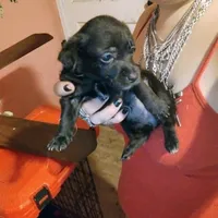 Night night, a female Chipoo for sale in Plant City, FL – Photo 2 of 2