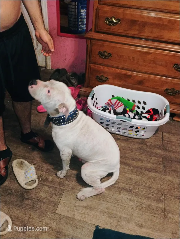 Zeus – American Pit Bull Terrier puppy for sale in Plant City, FL