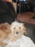 Stitch, a male Yorkipoo for sale in Plant City, FL – 4 of 4
