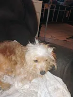 Stitch, a male Yorkipoo for sale in Plant City, FL – 3 of 4