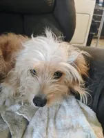 Stitch, a male Yorkipoo for sale in Plant City, FL – 2 of 4