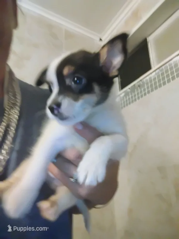 Rolly – Chihuahua puppy for sale in Plant City, FL