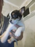Rolly, a male Chihuahua for sale in Plant City, FL – 1 of 3
