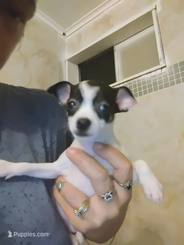 Baby Girl  – Chihuahua puppy for sale in Plant City, FL