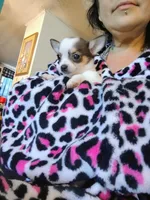 Diamond , a female Chihuahua for sale in Plant City, FL – Photo 2 of 2