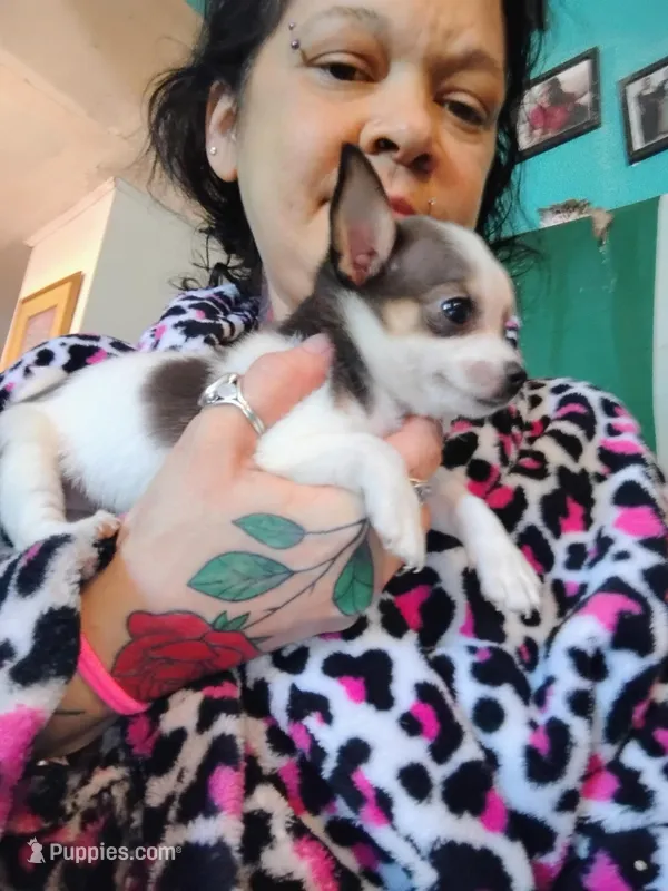 Diamond  – Chihuahua puppy for sale in Plant City, FL